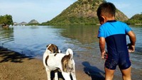 Menikmati sore bersama anjing peliharaan
