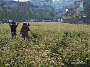 Rasakan Musim Semi Sepanjang Tahun di Kota Ini