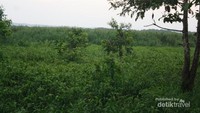 Rawa Danau, Serang