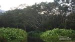 Rawa Danau, Rawa yang Langka di Dunia