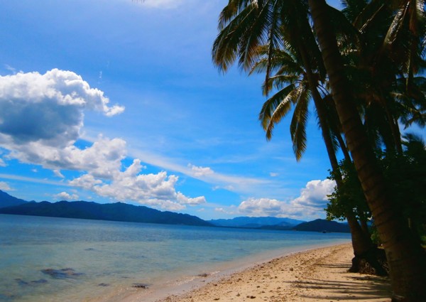 pohon kelapa di pantai