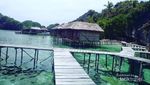 Rekomendasi Homestay & Tempat Diving Eksotis di Misool