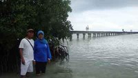 Mangrove yg kokoh bagaikan