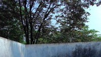 Kolam rendam