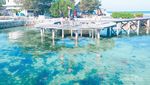 Restoran Terapung di Kepulauan Seribu Ini Punya Penangkaran Hiu