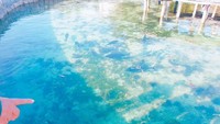 Hiu-hiu kecil berenang bersama ikan-ikan besar lainnya.