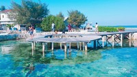 Penangkaran Hiu.