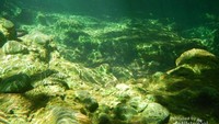 Batu batu di dasar kolam