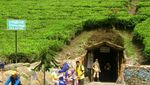 Rindu Hijau Kebun Teh Kaligua