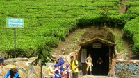 Perkebunan Teh