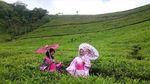 Rindu Hijau Kebun Teh Kaligua