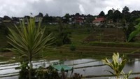 Indahnya persawahan tak bikin bosan.