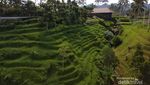 Rindu Hijaunya Suasana Secret Garden Village Bali