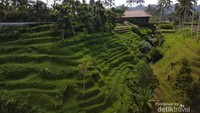 Hijaunya suasana persawahan sekitar Secret Garden Village.