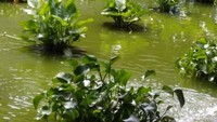 Hijaunya salah satu sudut taman di Secret Garden Village.