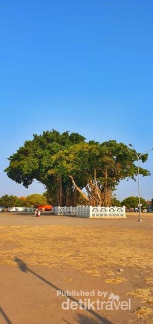 Ritual Masangin di Alun-alun Kidul Yogya yang Berbalut Mistis