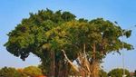 Ritual Masangin di Alun-alun Kidul Yogya yang Berbalut Mistis