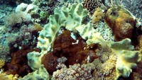 TErumbu karang yang berwarna-warni (maxie ellia/ACI)