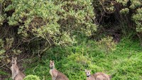 Kanguru di Taman Nasional Wilsons Promontory