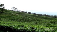 Hamparan kebun teh di gunung Dempo