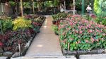Romantis! Menginap di Tengah Kebun Mawar