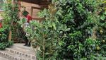 Romantis! Menginap di Tengah Kebun Mawar