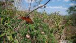 Rowo Jombor di Klaten, dari Restoran Apung Sampai Bukit Sidagora