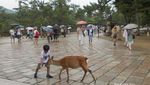 Rusa di Taman Nara Jepang, Bagaimanana Nasibmu Saat Pandemi Corona?