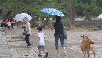Biasanya beberapa rusa dengan percaya diri mengikuti wisatawan yang lewat.