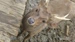 Rusa-Rusa Menggemaskan di Ranca Upas