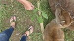 Rusa-Rusa Menggemaskan di Ranca Upas