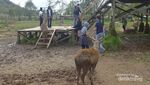 Rusa-Rusa Menggemaskan di Ranca Upas