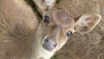 Rusa-Rusa Menggemaskan di Ranca Upas