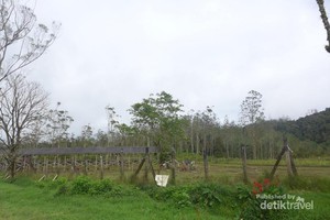 Rusa-Rusa Menggemaskan di Ranca Upas