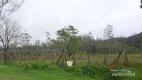 Penangkaran rusa dari kejauhan