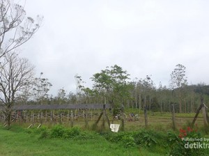 Rusa-Rusa Menggemaskan di Ranca Upas