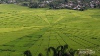 Lingko Spider Web di Ruteng