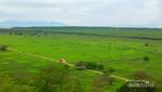 Saat Africa Van Java Sedang Hijau