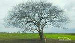 Saat Africa Van Java Sedang Hijau