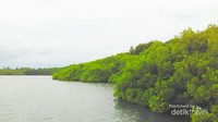 Begini pemandangan dari dermaga mangrove Pantai Bama, adem banget deh