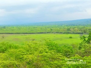 Saat Africa Van Java Sedang Hijau
