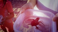 tukik dalam kotak berbahan plastik
