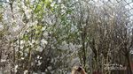 Saat Sakura Mekar di Singapura