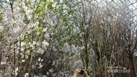 Banyak kamera sibuk mengabadikan moment bersama jenis-jenis sakura yang ada di Gardens by the Bay