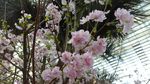Saat Sakura Mekar di Singapura