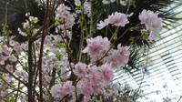 Melihat sakura sedekat ini tentu akan menjadi pengalaman yang tidak terlupakan
