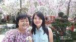 Saat Sakura Mekar di Singapura