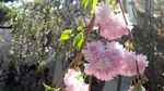 Saat Sakura Mekar di Singapura