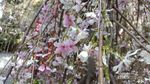 Saat Sakura Mekar di Singapura