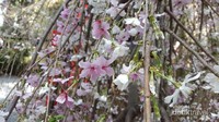 Bunga sakura siap menghipnotis setiap pengunjung yang hadir dengan pesona keindahannya